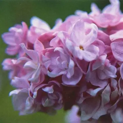 Сирень КАТЕРИНА ХАВЕМЕЙЕР в Гродно