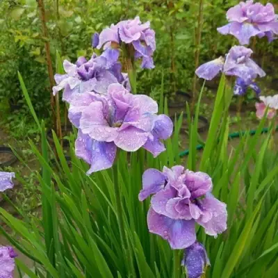 Ирис ХЭВИНГ ФАН сибирский в Гродно