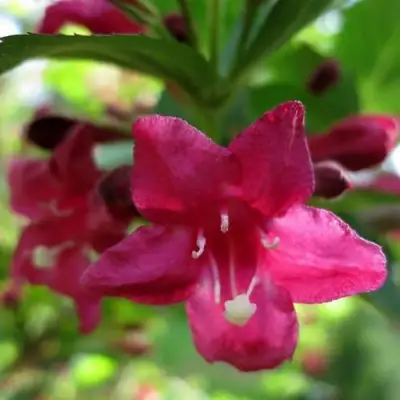 Вейгела БРИСТОЛЬ РУБИ в Гродно