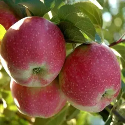 Яблоня АЛЬВА в Гродно