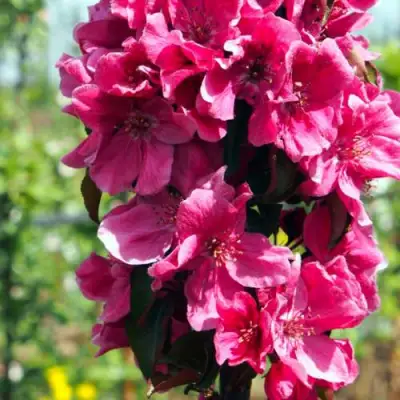 Яблоня МАЛИНОВОЕ ОЖЕРЕЛЬЕ колонновидная в Гродно