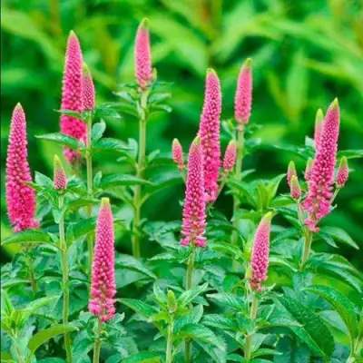 Вероника РОНИКА ФУКСИЯ в Гродно