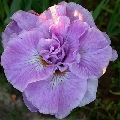 Ирис ИМПЕРИАЛ ОПАЛ сибирский в Гродно