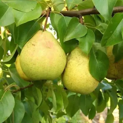 Груша ВЕЛИКАЯ ЛЕТНЯЯ (БОЛЬШАЯ ЛЕТНЯЯ) в Гродно