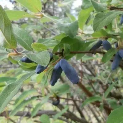 Жимолость съедобная ПУШКИНСКАЯ в Гродно