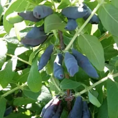 Жимолость съедобная НИМФА (ГАММА) в Гродно