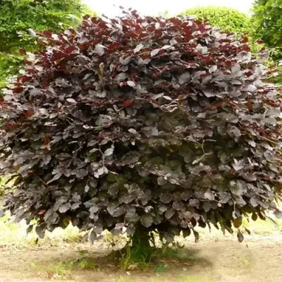 Бук лесной АТРОПУНИЦЕА в Гродно