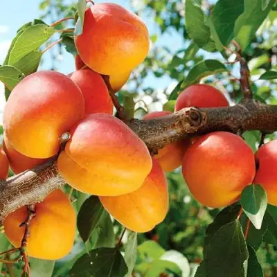 Абрикос ТРИУМФ СЕВЕРНЫЙ в Гродно