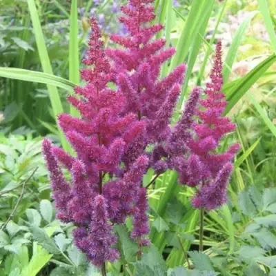 Астильба КАРАОКЕ ПАРТИ китайская в Гродно