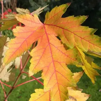 Клен серебристый в Гродно