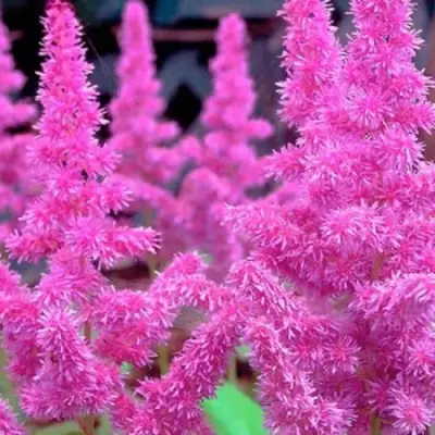 Астильба АМЕТИСТ Арендса в Гродно