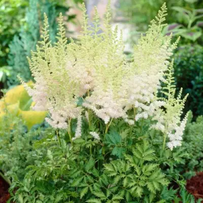 Астильба МИЛК ЭНД ХАНИ китайская в Гродно