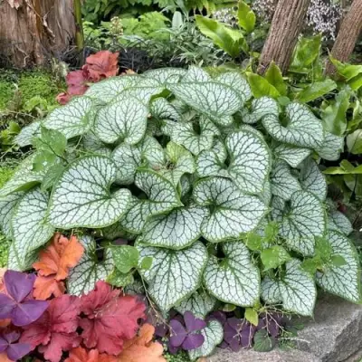 Бруннера ДЖЭК ФРОСТ в Гродно