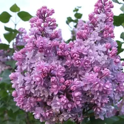 Сирень КОЛХОЗНИЦА в Гродно