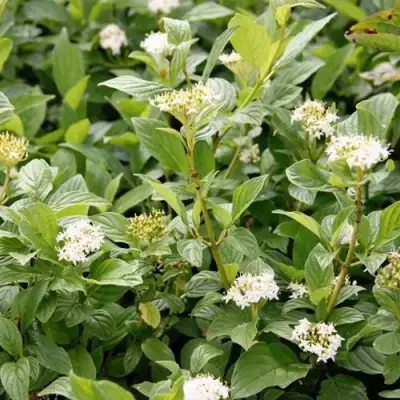 Дерен ФЛАВИРАМЕА отпрысковый в Гродно