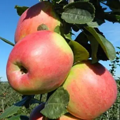 Яблоня БРЯНСКОЕ РОЗОВОЕ в Гродно