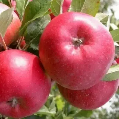 Яблоня ПОСПЕХ в Гродно