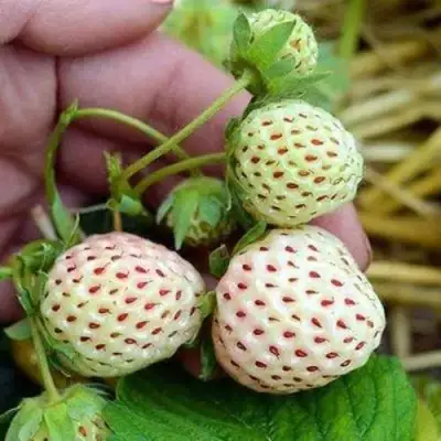 Клубника АНАНАСА ремонтантная в Гродно