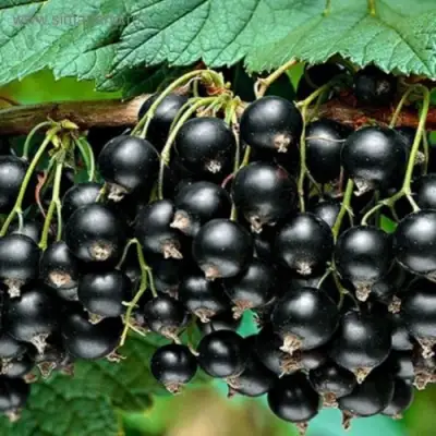 Смородина черная БЕН КОНАН в Гродно