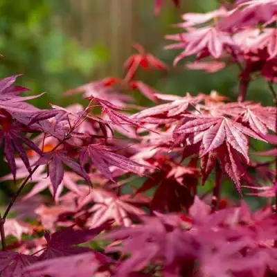 Клен дланевидный АТРОПУРПУРЕУМ в Гродно