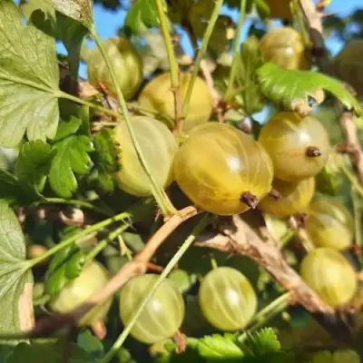 Крыжовник БЕЛОРУCСКИЙ САХАРНЫЙ 2 в Гродно