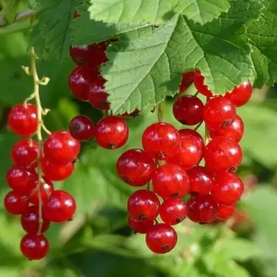 Смородина красная РОНДОМ в Гродно