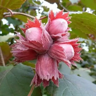 Фундук СКАРЛЕТТ в Гродно