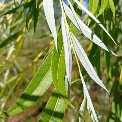 Ива ВИТЕЛЛИНА белая  в Гродно