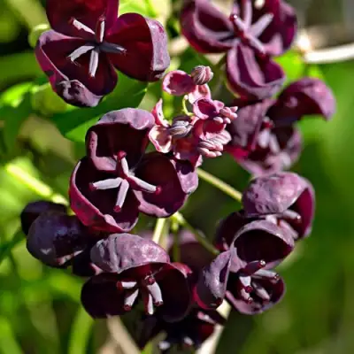 Акебия ПЯТЁРНАЯ  в Гродно