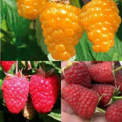 Комплект ЗОЛОТАЯ МАЛИНА в Гродно