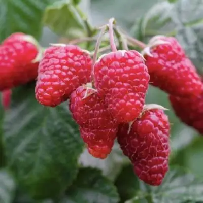 Малина МАРОСЕЙКА в Гродно