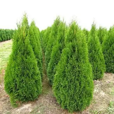 Туя СМАРАГД западная в Гродно