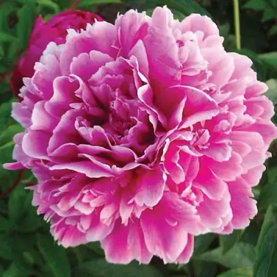 Пион ПУРПУРНАЯ ФЕЕРИЯ травянистый в Гродно