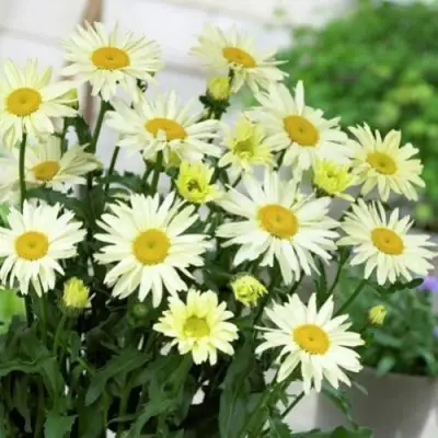 Нивяник БРОДВЕЙ ЛАЙТС великолепный в Гродно