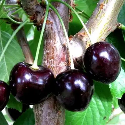 Вишня ШОКОЛАДНИЦА в Гродно