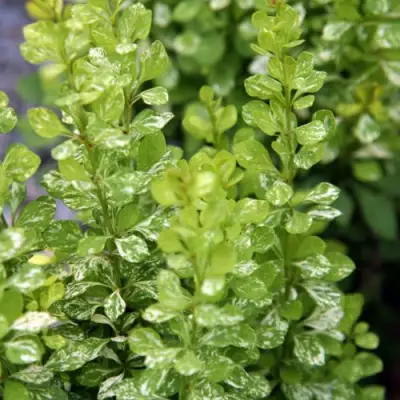 Барбарис ПАУ ВАУ тунберга в Гродно