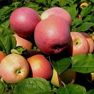 Яблоня СЛАВА ПОБЕДИТЕЛЯМ в Гродно