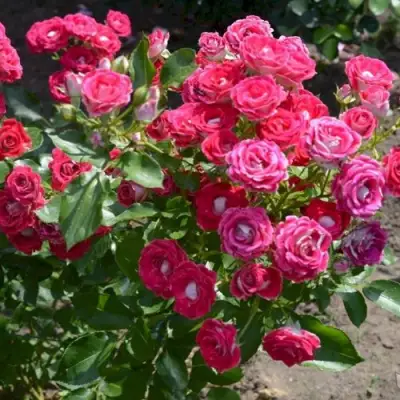 Роза ШОНЕ КОБЛЕНЦЕРИН флорибунда в Гродно