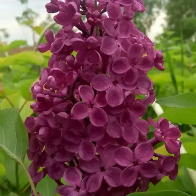 Сирень ИНДИЯ в Гродно