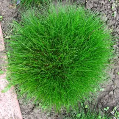 Овсяница ГОТЬЕ в Гродно