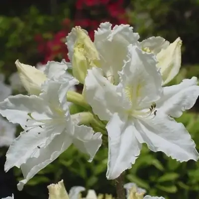 Азалия ОКСИДОЛ листопадная в Гродно