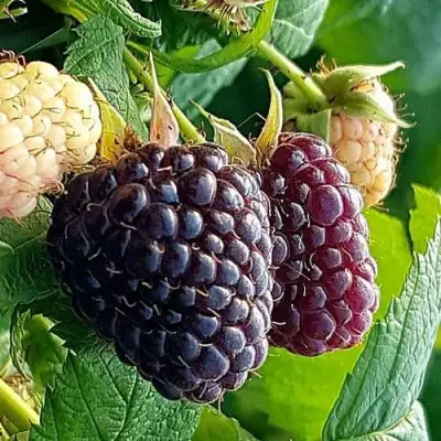 Малина БЛЭК ПОЛЬКА (ХЕБАН) в Гродно