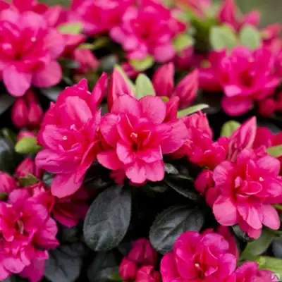 Азалия КАНЗОНЕТТА японская в Гродно