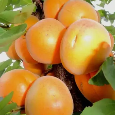 Абрикос ДЕСЕРТНЫЙ в Гродно