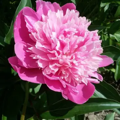 Пион ГОЛУБАЯ ХРИЗАНТЕМА травянистый в Гродно