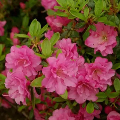 Азалия РОЗИНЕТТА японская в Гродно