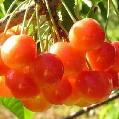 саженцы черешни Соперница