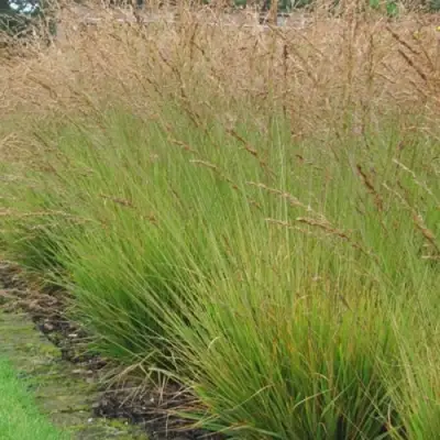 Молиния ПОЛ ПЕТЕРСОН голубая в Гродно
