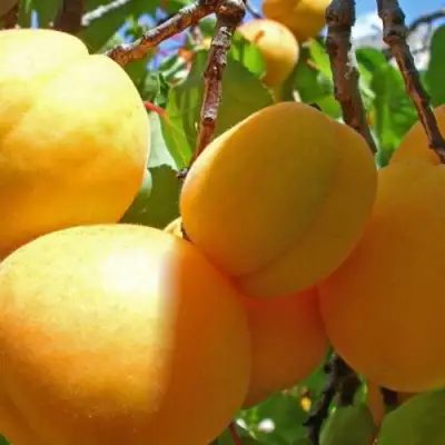 Абрикос ПАМЯТЬ ЛОЙКО в Гродно