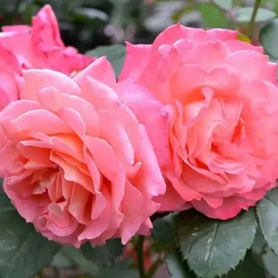 Роза ИНСТИТУТ ЛЮМЬЕР шраб в Гродно